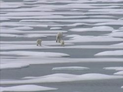 Canadian Arctic Stockshots News Clip