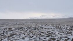 Equus kiang (Tibeten Wild Ass) at Hoh Xil Nature Reserve Stock Footage