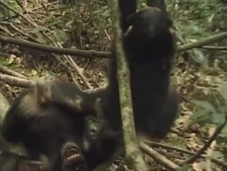 ZO, MS, Two young chimpanzees (Pan troglodytes) playing in forest, Gombe Stream National Park, Tanzania Stock Footage