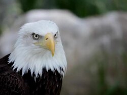 american bald eagle Stock Footage
