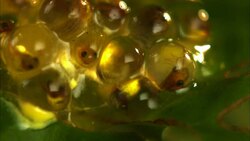 Tadpoles develop in frog eggs. Stock Footage
