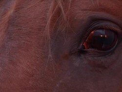 Horses eye HD Stock Footage
