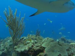Caribbean reef sharks, Carcharhinus perezi, yellowtail snappers, swim over reef, Bahamas  Stock Footage