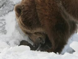 CU SLO MO  Grizzly bear digging in snow searching for food / Livingstone, Montana, United States Stock Footage