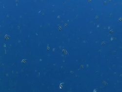 Large school of Longfin Bannerfish at reef edge, Meemu Atoll, The Maldives Stock Footage