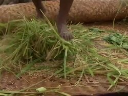 Medium Close Up - Feet rolling bundle of grass / Bangladesh Stock Footage
