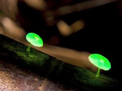 MS ZI Mycena chlorophos, green pepe,of Chichi jima, Ogasawara ilands / Ogasawara Islands, Tokyo, Japan Stock Footage