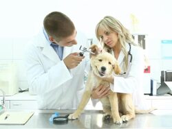 Vets examining retriever puppy Stock Footage