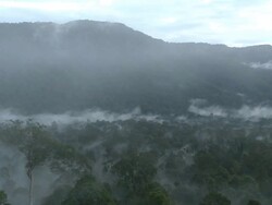 Misty rainforest, Maliau Basin, Sabah, Malaysia, Borneo Stock Footage