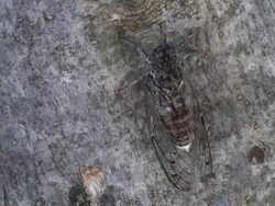 Greek cicada Stock Footage