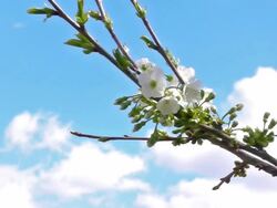 Cherry blossom Stock Footage