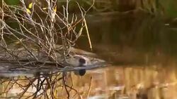 MS  shot of an american beaver (Castor canadensis) swimming upstream with branches in his mouth, with colorful reflection on water Stock Footage
