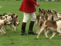 Foxhound Hunting 2 Stock Footage