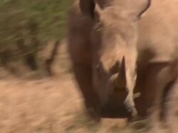 White rhino (Ceratotherium simum) adult, Kenya Stock Footage