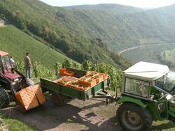 WS Men's working in vintage at vineyard / Serrig, Rhineland-Palatinate, Germany  Stock Footage