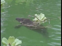 MS Nostrils of manatee surfacing and submerging again, South America Stock Footage