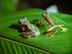 Red-eyed tree Frogs (Agalychnis callidryas), male and female frog walk up leaf, close up Stock Footage