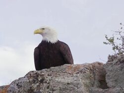 MS Bald Eagle sitting on rock edge / Boise, Idaho, United States Stock Footage