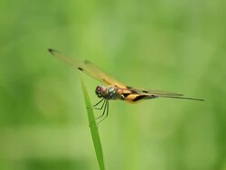 Dragonfly rests on leafs Stock Footage