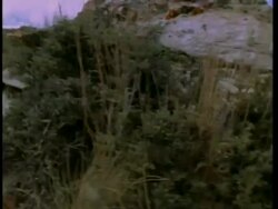 Track over scrubland to coiled prairie Rattlesnake, which strikes at camera, United States of America Stock Footage