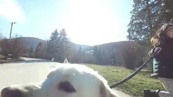 Walking a dog Stock Footage