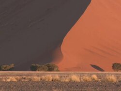 Trees at base of sand dune, Sossusvlei, Namib-Naukluft, Namibia Stock Footage