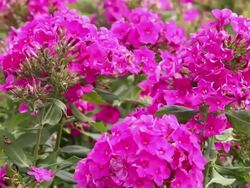 LS CU Hydrangea/xian,shaanxi,China Stock Footage