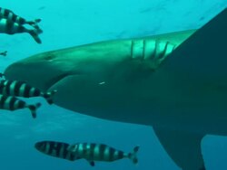 Silky sharks swim by headshot with pilot fish, Saudi Arabia, Gulf  Stock Footage