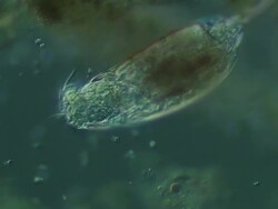 Rotifer nomarski sensitive grey Stock Footage