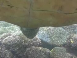 Swimming Turtle in Hawaii Stock Footage