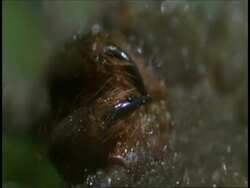 CU Tarantula teeth, Amazon, South America Stock Footage