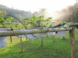 Water spray on an agricultural strawberry field, dolly shot Stock Footage