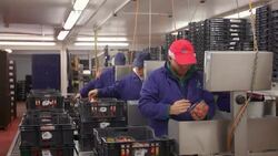 Fruit farm workers sort and package harvested strawberries in modern agricultural plant. Stock Footage