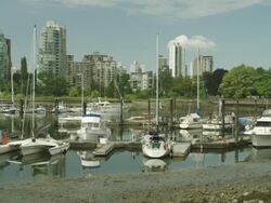 MS PAN Across marina of boats and buildings with geese on shoreline / Cortes, British Columbia, Canada  Stock Footage