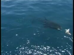 MS Great White Shark underwater, from topside, chases bait, Guadalupe Island, Pacific Ocean Stock Footage
