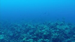 Fish & Coral Reef Underwater, Bermuda Coastline News Clip