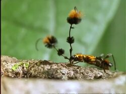 Beetle with poodle antennae ?, MS beetle cleans leg, on branch, Panama Stock Footage
