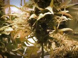 Marijuana Stock Footage