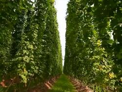 HD Hop garden tilt up Stock Footage