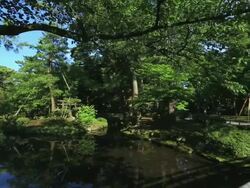 MS PAN View of Japanese old Pine in Japanese garden Kenrokuen / Kanazawa, Ishikawa, Japan Stock Footage