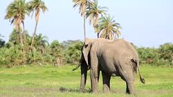 Elephant Grazing in Safari at Wild Stock Footage