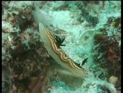 MS Sea Slug, Glossodoris atromarginata, zooms in to CU crawling along coral reef, Mabul, Borneo, Malaysia Stock Footage