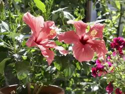 MS Flowering red hibiscus in garden / Landshut, Bavaria, Germany Stock Footage