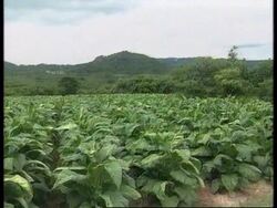 ZIMBABWE: SQUATTERS OCCUPYING FARMLAND GIVE UP PROTEST News Clip