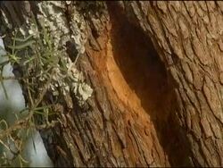 Greater Greater Spotted Woodpecker (Dendrocopos major) head emerges from trunk, Sierra de Andujar, Sierra Morena, Andalucia, Spain Stock Footage