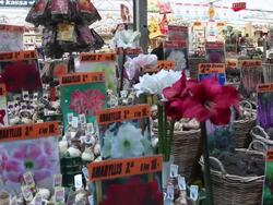 MS Displays of flowers and bulbs at flower market / Amsterdam, The Netherlands, Holland Stock Footage