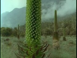 WA Giant Lobelia, Lobelia wollastonii, in field, Uganda, Africa Stock Footage