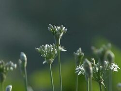 Leek Field Stock Footage