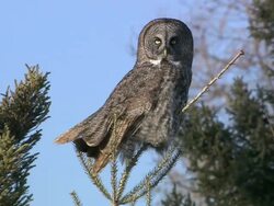 MS Polar bear cub digging in snow / Wapusk National Park, Manitoba, Canada Stock Footage