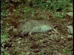 T/L - MCU rotting mouse Stock Footage